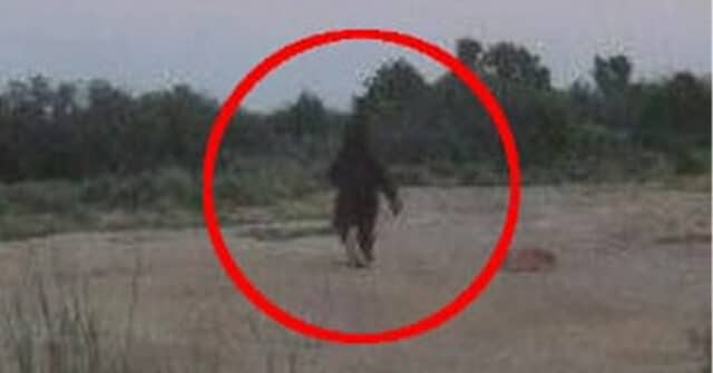 Utah Bigfoot Photo