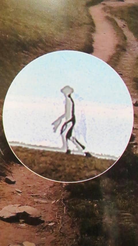 enlarged photo of Taiwanese transparent alien