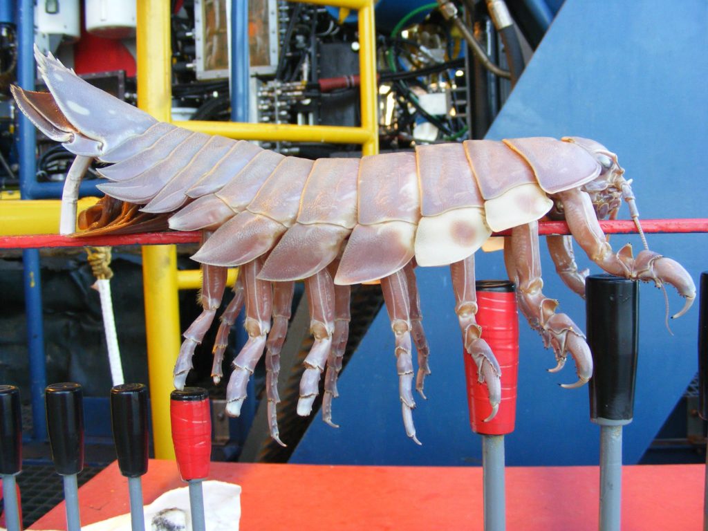 Giant deep sea isopod