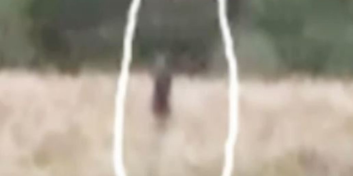 Myakka, Florida Skunk Ape Video – ParaRational