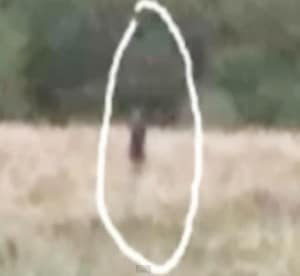 Possible photo of a Florida Skunk Ape