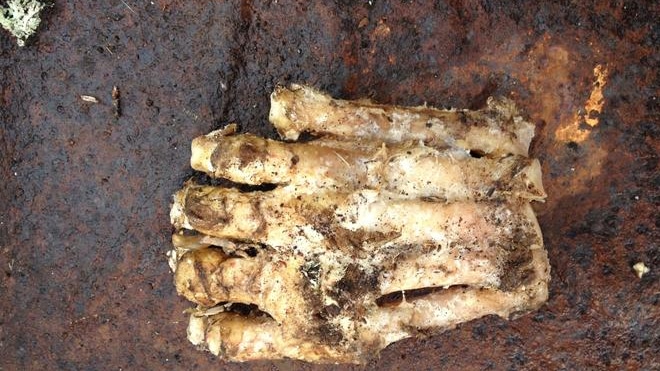 Is this the decomposed foot of a Bigfoot?