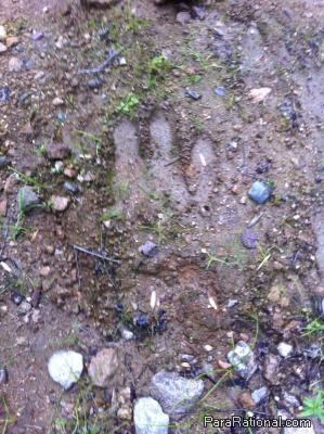 New Hampshire cryptid footprint