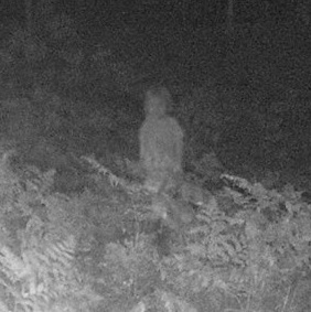 ghostly humanoid photo caught by a trail cam
