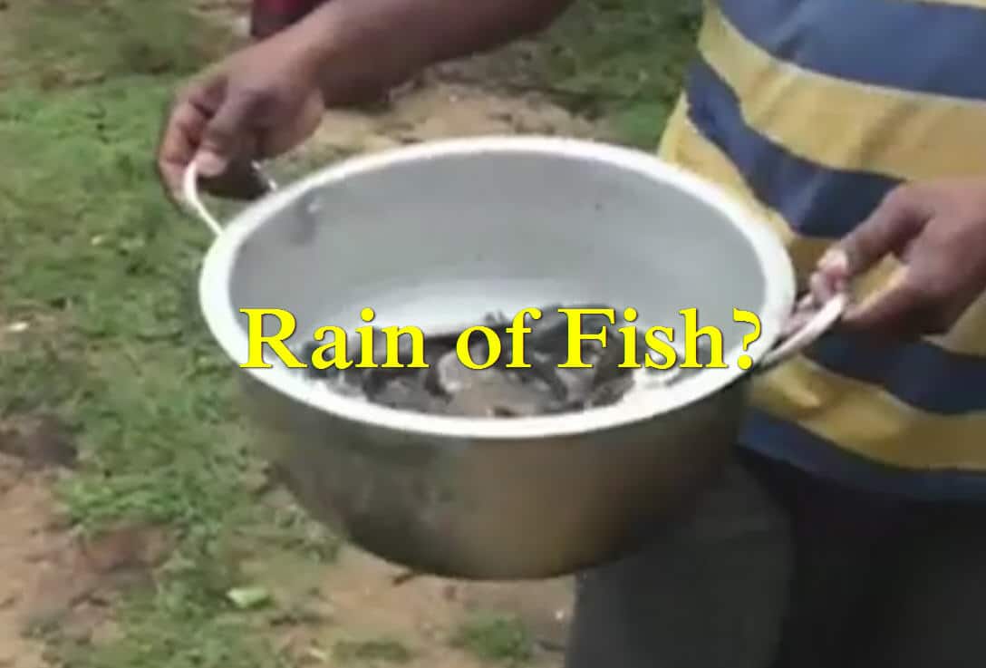 fish rain in India