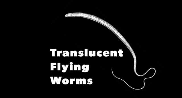 Reports of translucent flying Worms