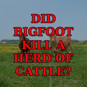 Did Bigfoot kill a herd of cattle?