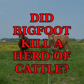 Did Bigfoot kill a herd of cattle?