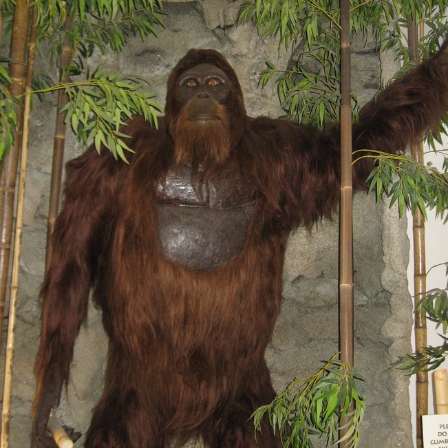 Is Bigfoot a giant ape?