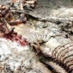 finding a bigfoot carcass