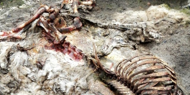 finding a bigfoot carcass