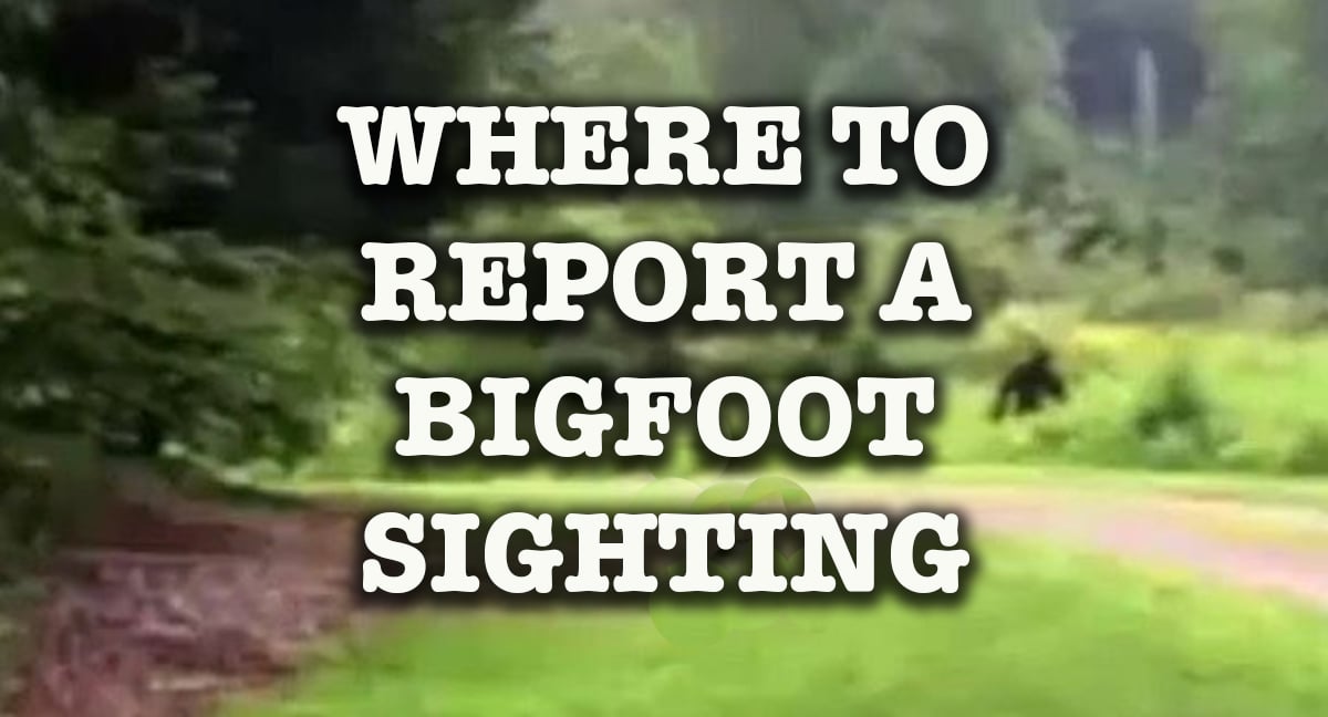 Where to report a Bigfoot sighting