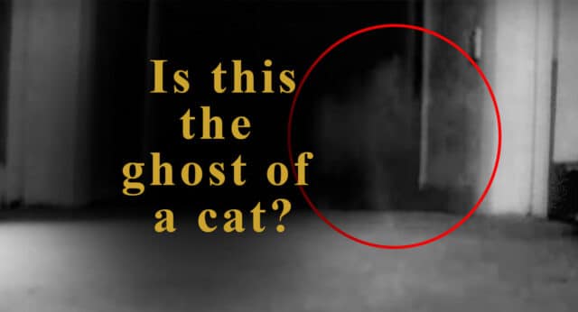ghost cat video
