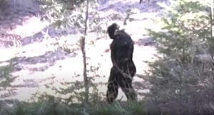 North Idaho Bigfoot video