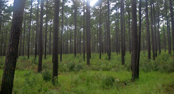 Is Bigfoot hiding in the forests of Texas?