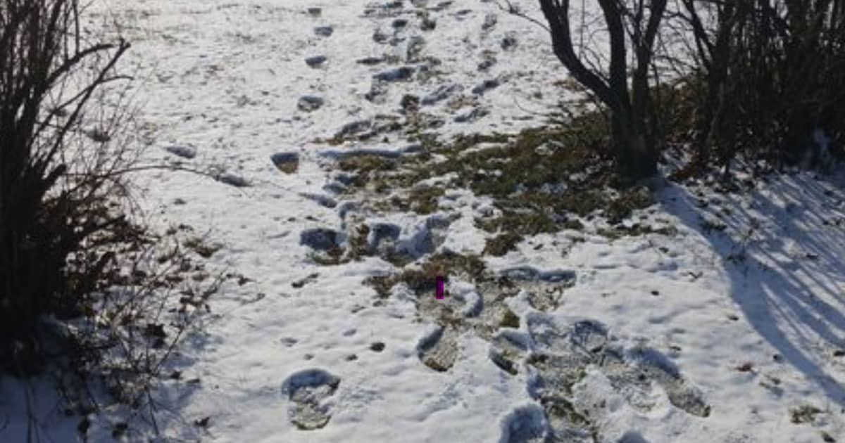 Bigfoot footprints in Pennsylvania from December 2022