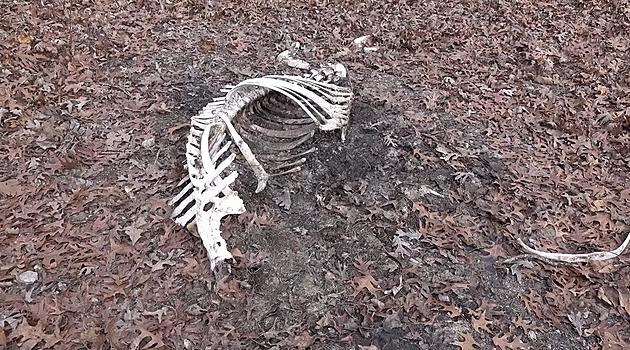 Cow bones in Missouri that may be from a Bigfoot raid on a farm. 