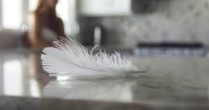 Apport - white feather appears on a counter top