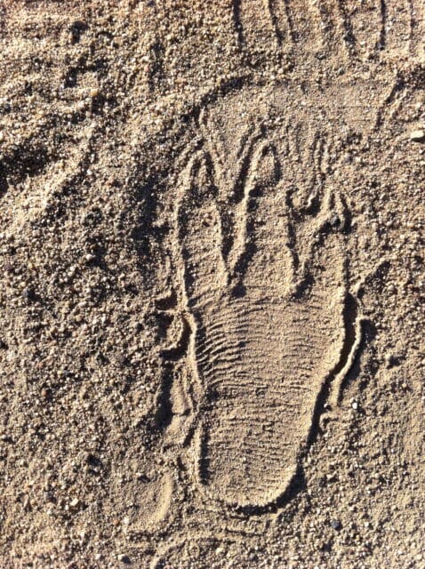 Mysterious 3-toed footprints found in California