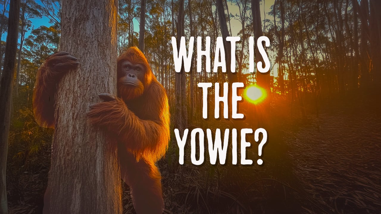 What is the Yowie
