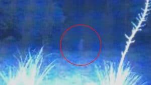 Arizona trail cam creature
