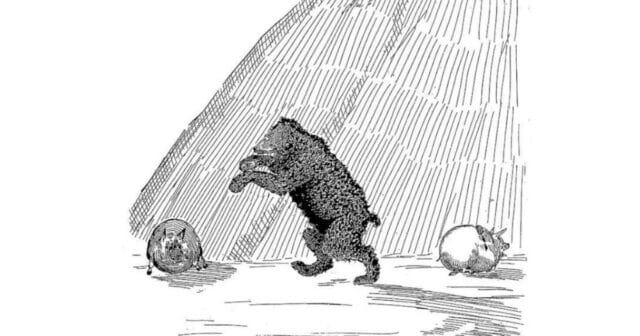Hyapom pig bear