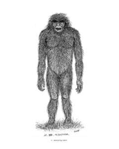 Wild Man seen by Nur Hamid