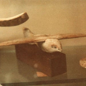 saqqara bird