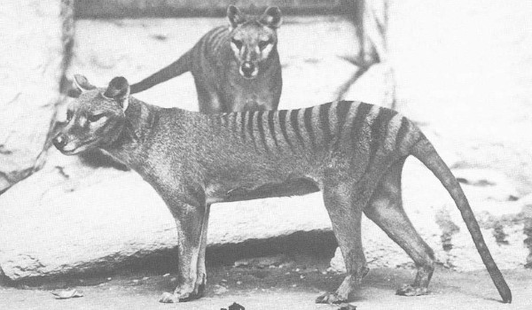 Thylacines in the National Zoo