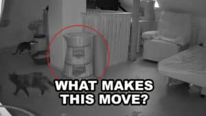 basket moves ghost video
