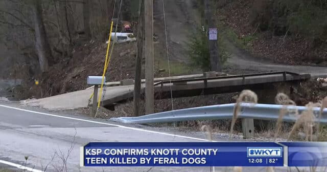possible dogman attack