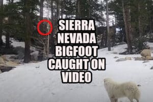 Sierra Nevada Bigfoot video