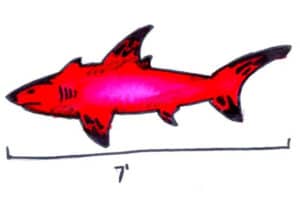 Horn pond red shark