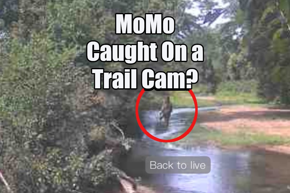 Momo caught on trail cam