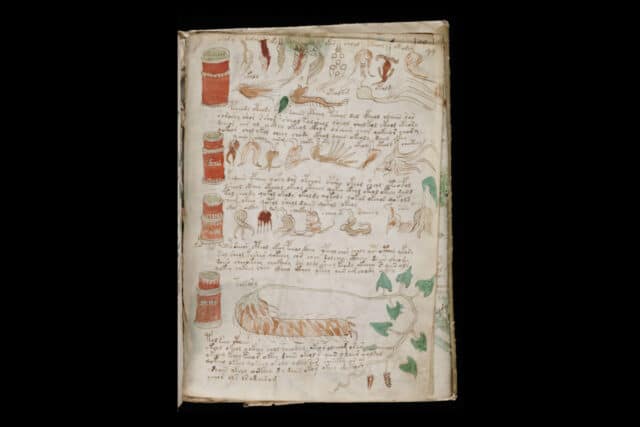 An example of the strange plants illustrated in the Voynich Manuscript