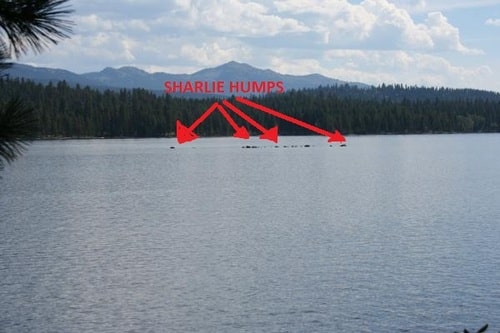 Humps in the waters of Payette Lake that observers claim is proof of Sharlie