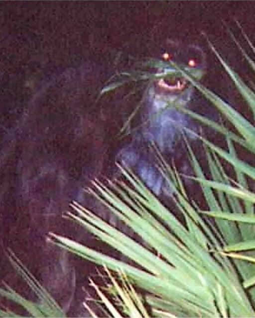 Myakka Skunk Ape photo
