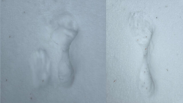 What made this odd print in the snow?