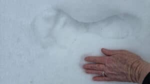 strange skinny footprints found in the snow.