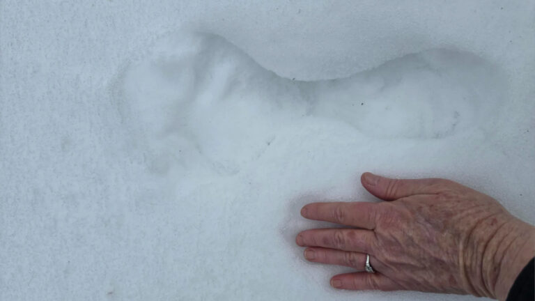 strange skinny footprints found in the snow.