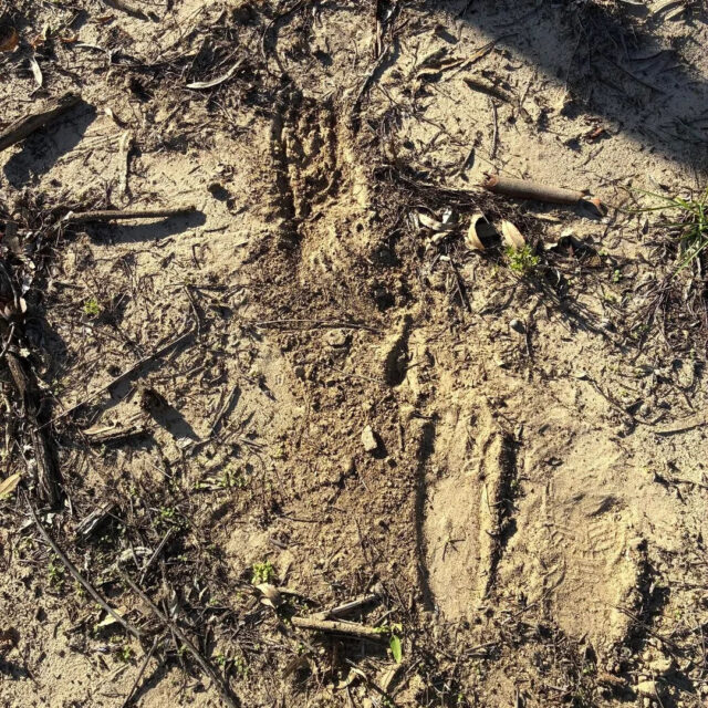 Possible Yowie prints in New South Wales, Australia