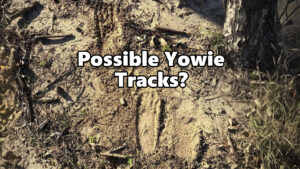 Possible Yowie Tracks