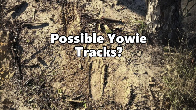 Possible Yowie Tracks