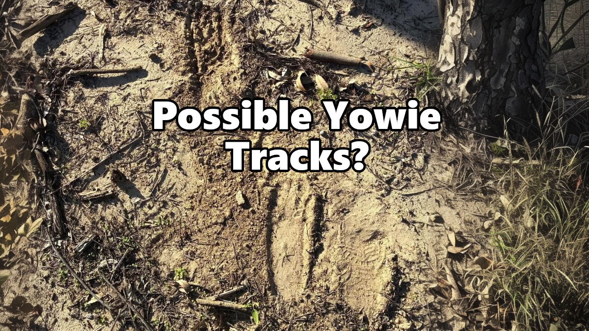 Possible Yowie Tracks
