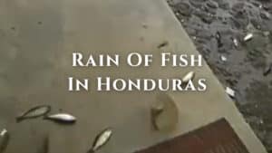 honduras fish rain