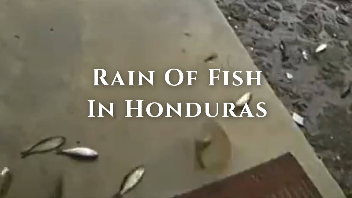 honduras fish rain